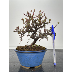 Cotoneaster I-6355