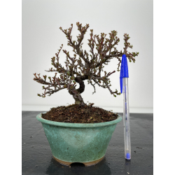 Cotoneaster I-6356
