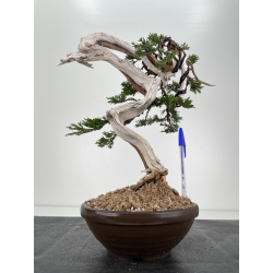 Juniperus sabina -sabina rastrera- A00418