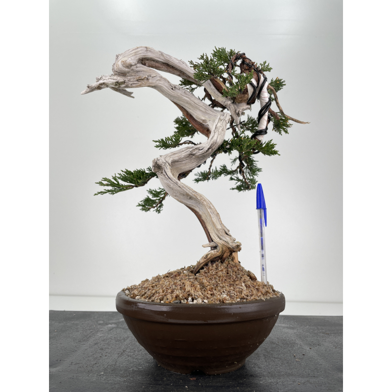 Juniperus sabina A00418