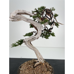 Juniperus sabina A00418 view 2