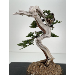 Juniperus sabina A00418 view 3