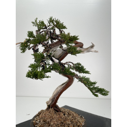 Juniperus sabina A00418 view 5