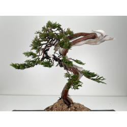 Juniperus sabina A00418 view 4