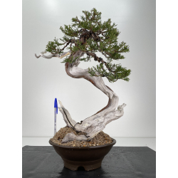 Juniperus sabina A00999