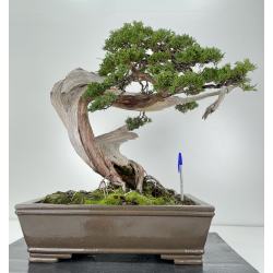 Juniperus sabina -sabina rastrera- A01171