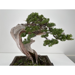 Juniperus sabina A01171 view 2