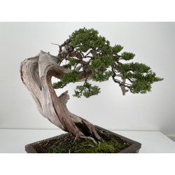 Juniperus sabina A01171 view 3