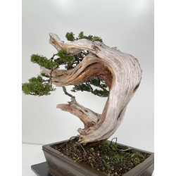 Juniperus sabina A01171 view 4