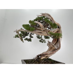 Juniperus sabina A01171 view 5