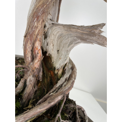 Juniperus sabina A01171 view 6