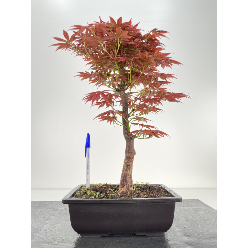 Acer palmatum yugure I-6395