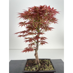 Acer palmatum yugure I-6395 vista 3