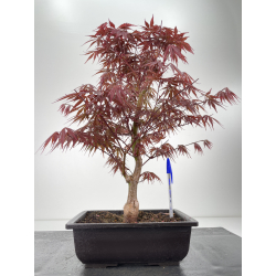 Acer palmatum beni kagami I-6402