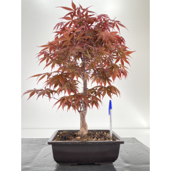 Acer palmatum shojo nomura I-6404
