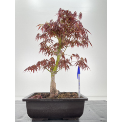 Acer palmatum oshu beni I-6409
