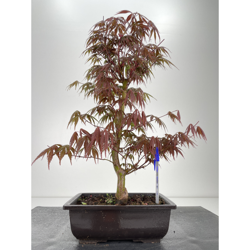 Acer palmatum beni kagami bonsái I6412 Laos Garden