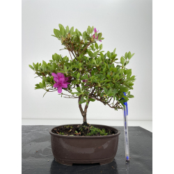 Azalea I-6415