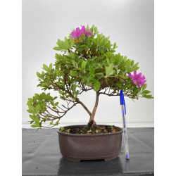 Azalea I-6416