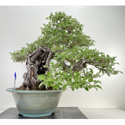 Elaeagnus pungens I-6401