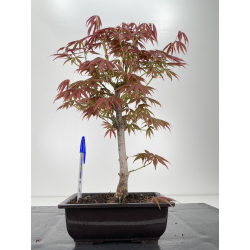 Acer palmatum yugure I-6419