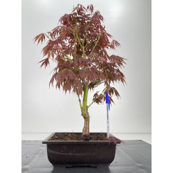 Acer palmatum oshu beni I-6423