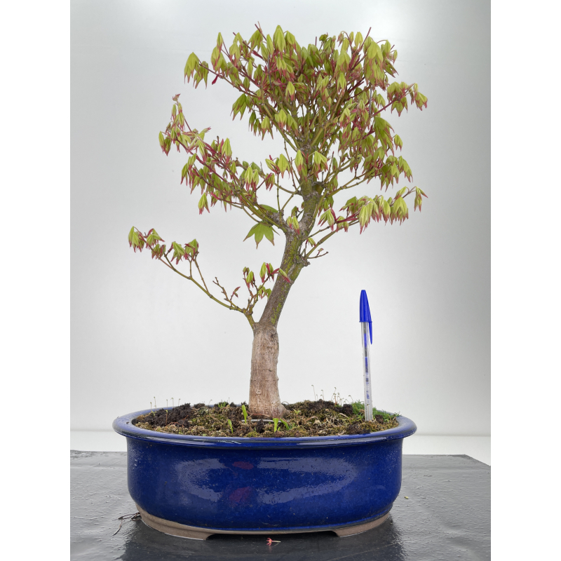 Acer palmatum tsuma beni I-6425
