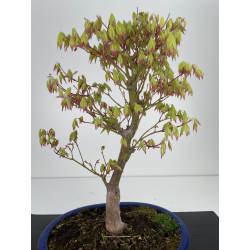 Acer palmatum tsuma beni I-6425 vista 2