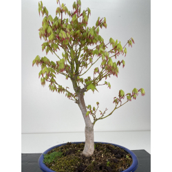 Acer palmatum tsuma beni I-6425 view 3