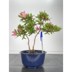 Azalea I-6436