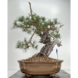 Pinus sylvestris I-6450