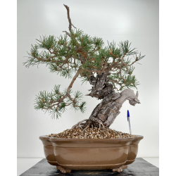 Pinus sylvestris (pino silvestre europeo) I-6450