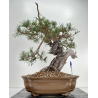 Pinus sylvestris I-6450