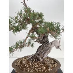 Pinus sylvestris (pino silvestre europeo) I-6450 vista 2