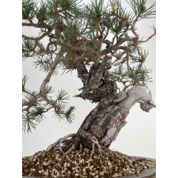 Pinus sylvestris (pino silvestre europeo) I-6450 vista 3