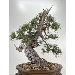 Pinus sylvestris (pino silvestre europeo) I-6450 vista 5