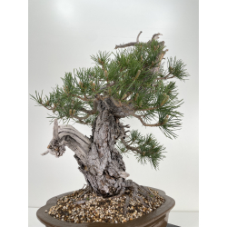 Pinus sylvestris (pino silvestre europeo) I-6450 vista 6