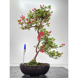 Azalea I-6453