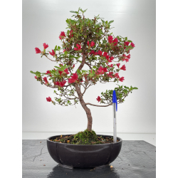 Azalea I-6454