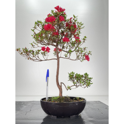 Azalea I-6456