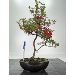 Azalea I-6457