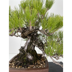 Pinus thunbergii -pino negro japonés- I-6458 vista 2