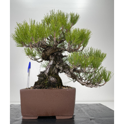 Pinus thunbergii -pino negro japonés- I-6458