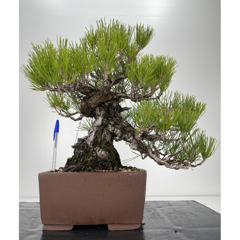 Pinus thunbergii  I-6458