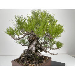 Pinus thunbergii  I-6458 view 3