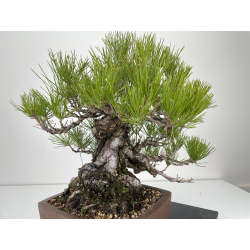 Pinus thunbergii -pino negro japonés- I-6458 vista 3
