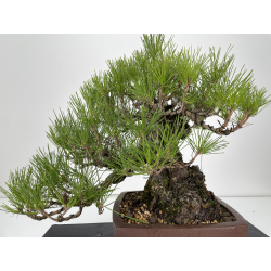 Pinus thunbergii -pino negro japonés- I-6458 vista 4