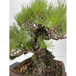 Pinus thunbergii -pino negro japonés- I-6458 vista 5
