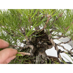 Pinus thunbergii -pino negro japonés- I-6458 vista 6