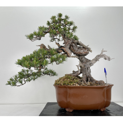 Pinus sylvestris (pino silvestre europeo) I-6459